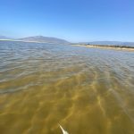 Agaden denuncia por la aparición de peces muertos en la laguna del paraje de Los Lances