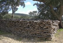 La Mancomunidad lanza un curso de descorche de alcornoques dentro del programa Innova Campo de Gibraltar 2025