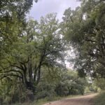 El Parque Natural Los Alcornocales cierra varios senderos por los daños del temporal