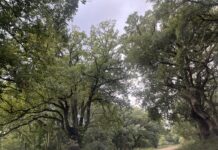 El Parque Natural Los Alcornocales cierra varios senderos por los daños del temporal