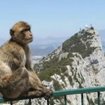 Los macacos de Gibraltar, incluidos en un estudio científico internacional