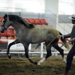 La Yeguada Tomás Osborne conquista Torre-Pacheco